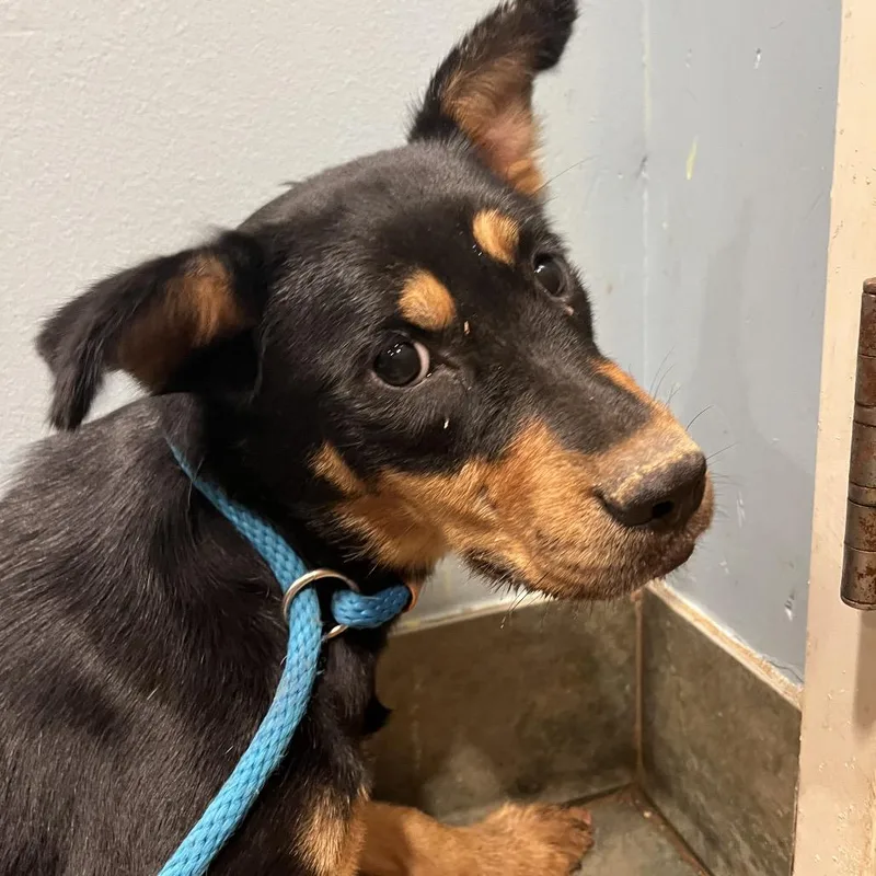 A young medium-sized female Black Mixed Breed dog named Layla for adoption in Chattanooga, TN
