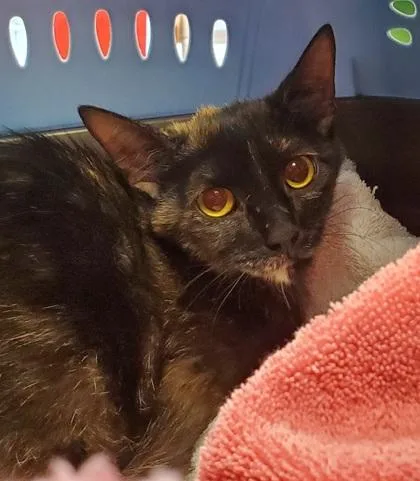 An adult large-sized female Domestic Short Hair cat named Turtle for adoption in Kansas City, MO
