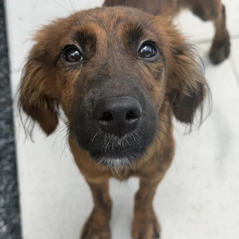 A young small-sized female Brown / Chocolate Chocolate Labrador Retriever dog named Clementine for adoption in Juno Beach, FL