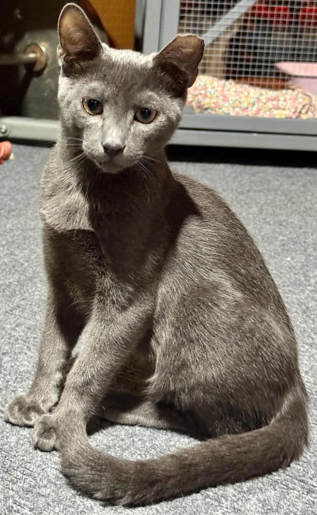 A baby small-sized male Domestic Short Hair cat named Acadia for adoption in Darien, GA