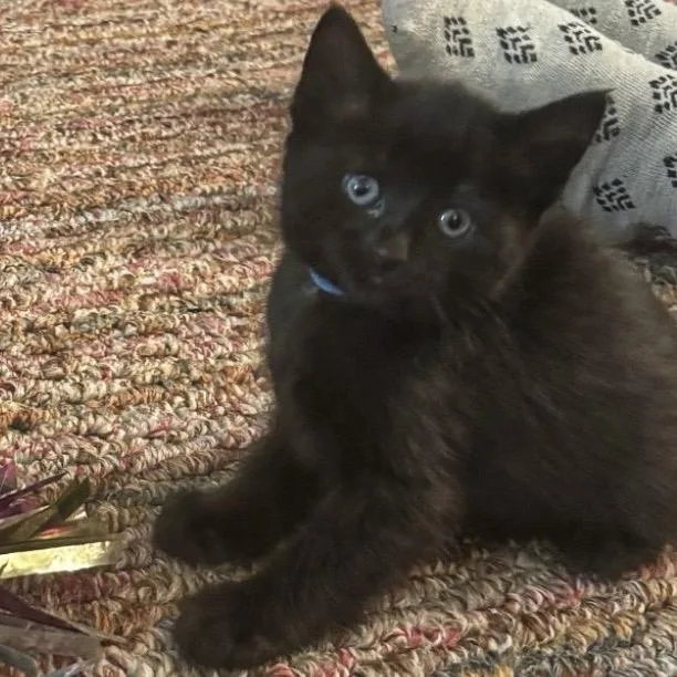 A baby small-sized female Black Domestic Short Hair cat named Piper for adoption in Middleburg Heights , OH