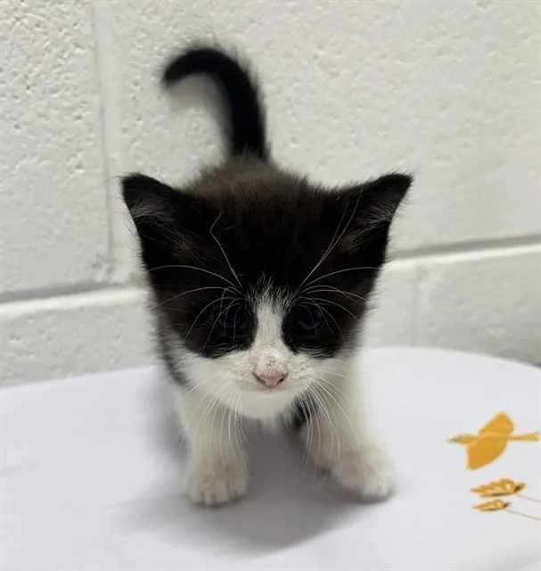 A baby small-sized male Domestic Short Hair cat named Sugar for adoption in Upper Marlboro, MD