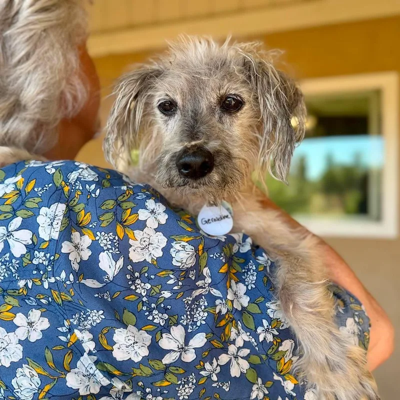 A senior small-sized female Gray / Blue / Silver Miniature Poodle dog named Geraldine for adoption in Ramona, CA