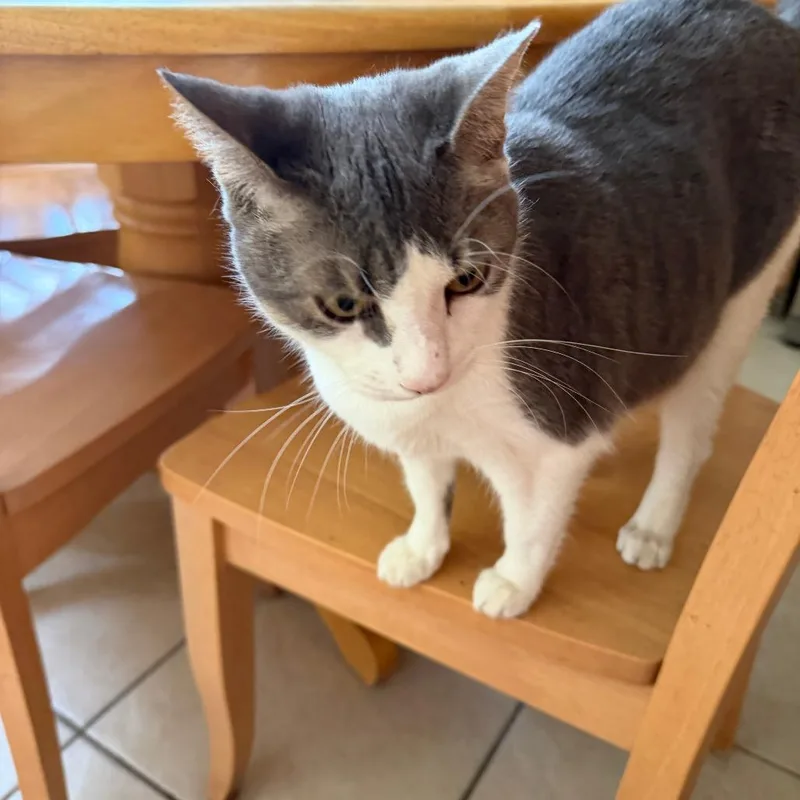 An adult large-sized female Gray / Blue / Silver Domestic Short Hair cat named Evelyn for adoption in West Palm Beach, FL
