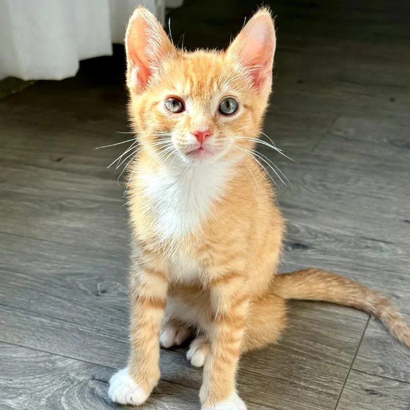 A baby small-sized male Orange / Red Domestic Short Hair cat named Hermes for adoption in Ridgely, MD