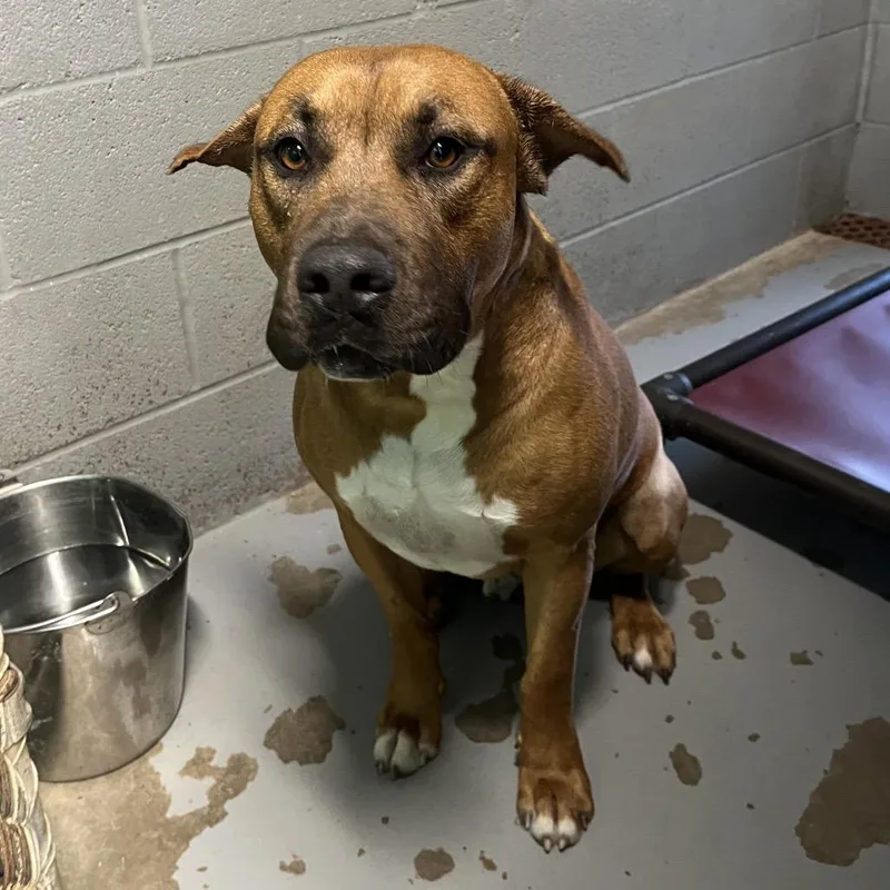 An adult large-sized male Brown / Chocolate Mixed Breed dog named Wendell for adoption in Pauls Valley, OK
