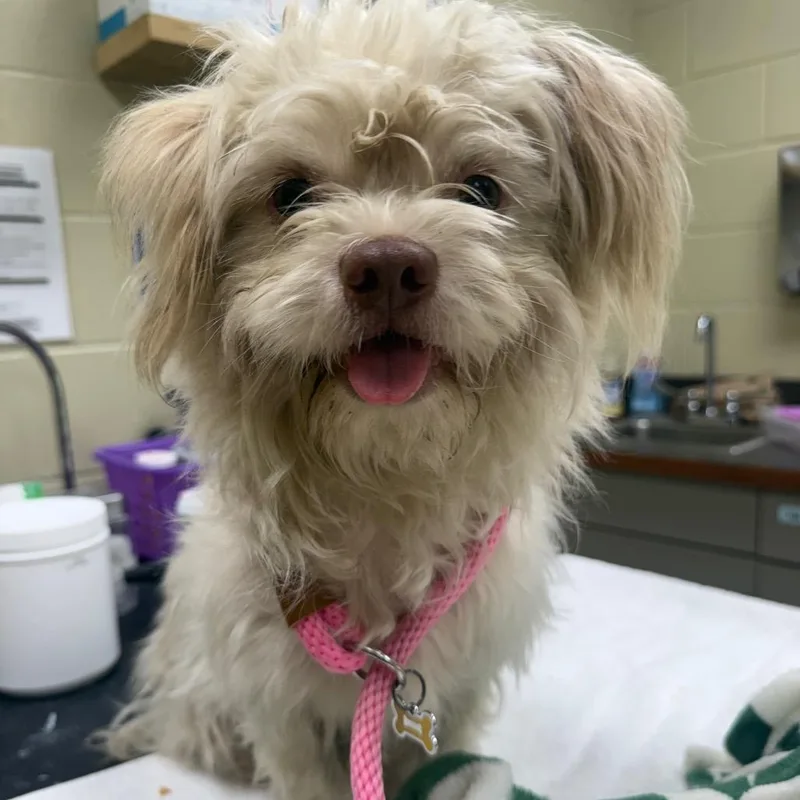 A young small-sized female White / Cream Mixed Breed dog named StrayMaconRoad for adoption in Columbus, GA