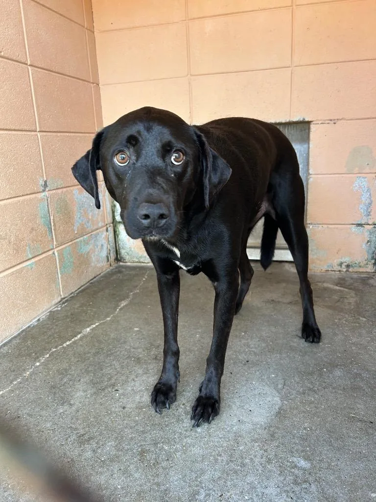 An adult medium-sized male Labrador Retriever dog named Jacob for adoption in Gautier, MS