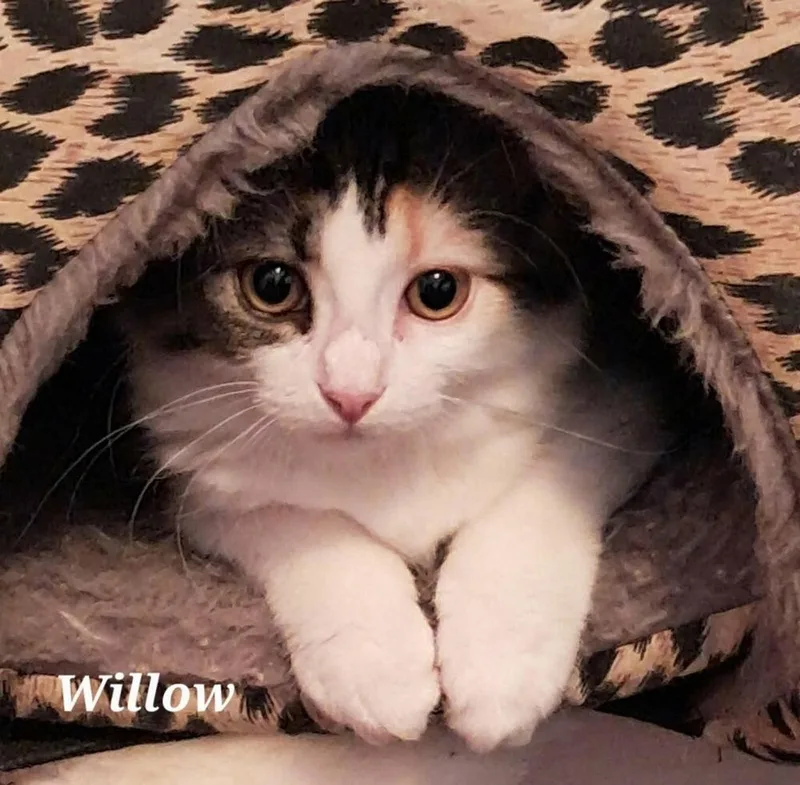 Willow thumbnail 2