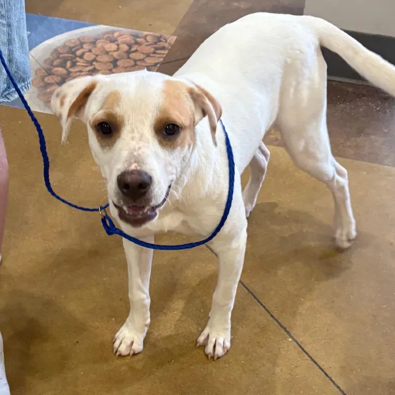 A young medium-sized female White / Cream Terrier dog named Prudence U for adoption in Tupelo, MS
