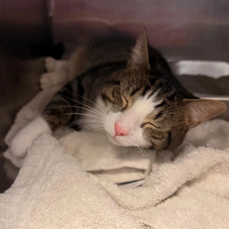 An adult large-sized male Domestic Short Hair cat named Polaro for adoption in Indianapolis, IN