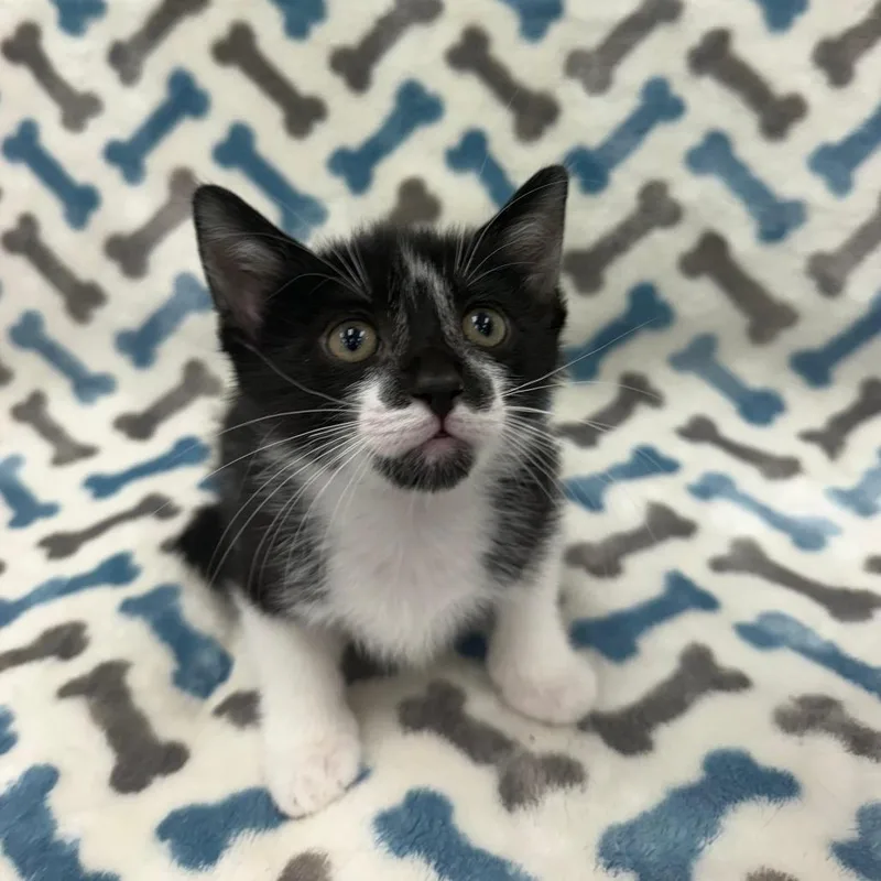 A young medium-sized male Black & White / Tuxedo Domestic Short Hair cat named Kayden for adoption in miami, FL