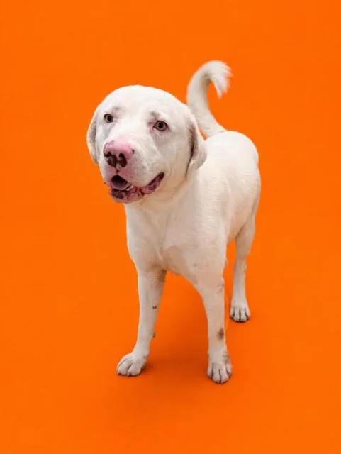 An adult extra large-sized male Labrador Retriever dog named Orion for adoption in Miami, FL