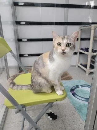An adult medium-sized female Domestic Short Hair cat named Marley for adoption in Elmira, NY