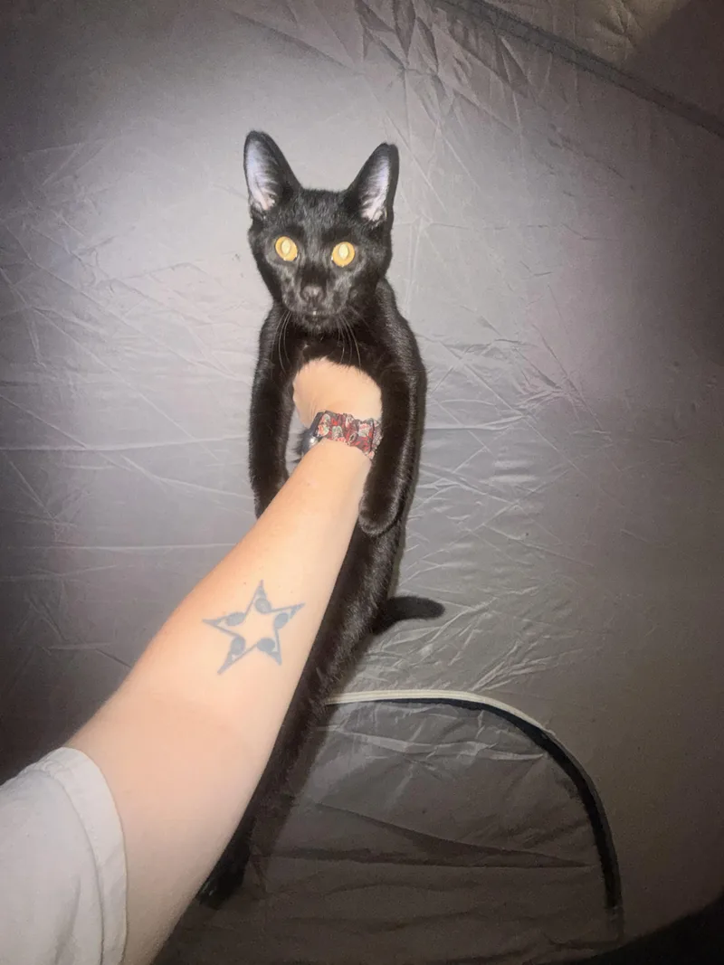 A young small-sized male Domestic Short Hair cat named Cat for adoption in Randolph, AL