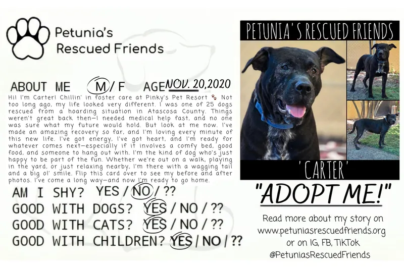 An adult large-sized male Black Labrador Retriever dog named Carter for adoption in Castroville, TX