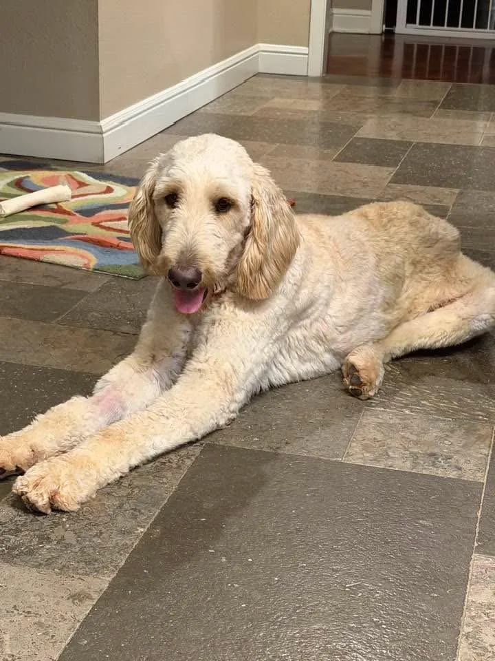 An adult medium-sized male Golden Retriever dog named Trevor for adoption in Fort Worth, TX