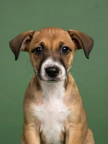A young medium-sized female Terrier dog named Jerricah for adoption in Gulfport, MS