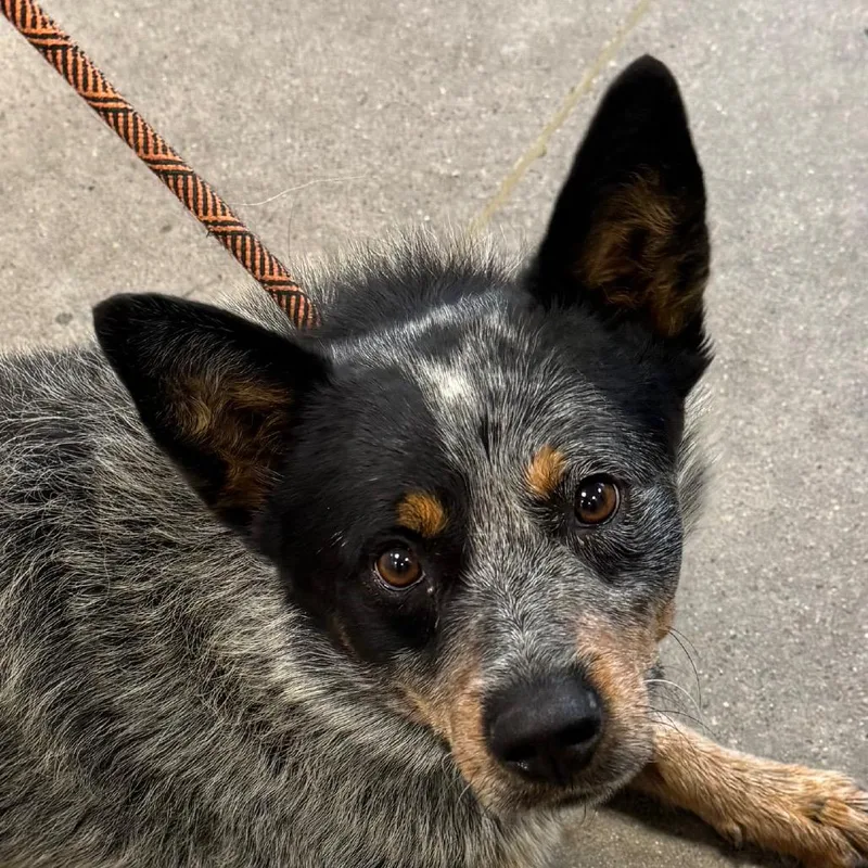 Bandit