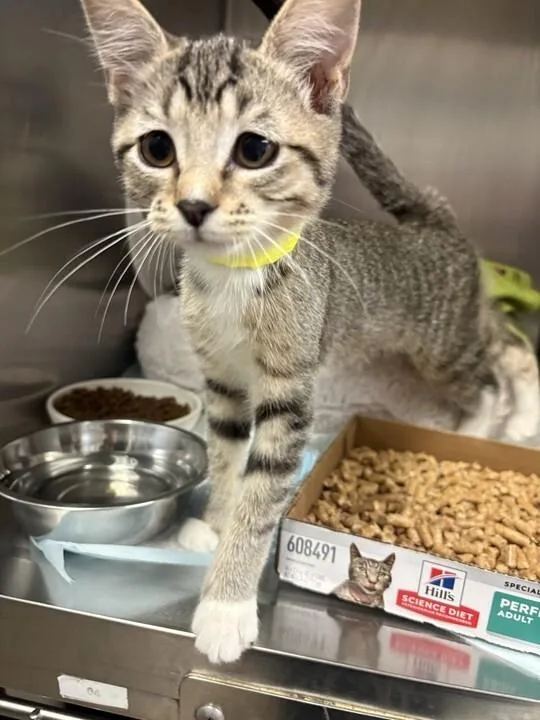 A young small-sized female Tabby (Brown / Chocolate) Domestic Short Hair cat named Pattycake for adoption in Cincinnati, OH