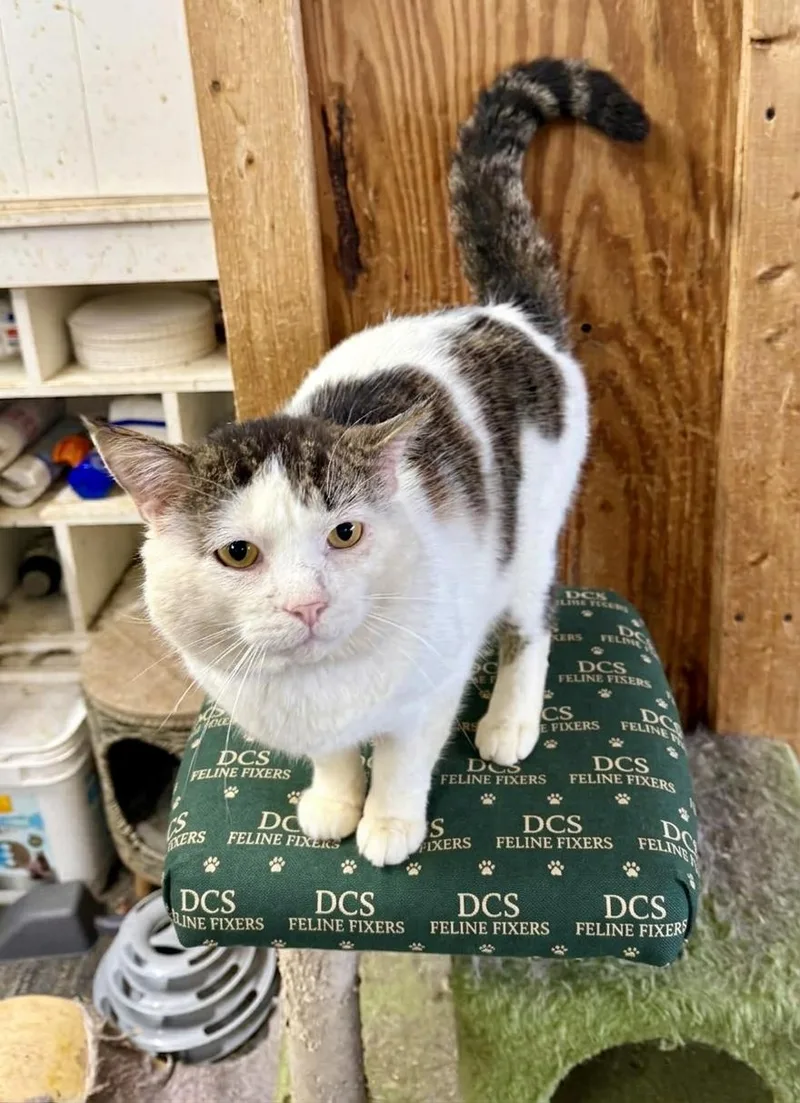 An adult medium-sized male White Domestic Short Hair cat named Hulk for adoption in Marion, IN