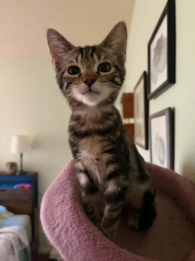 A baby medium-sized male Tabby (Brown / Chocolate) Tabby cat named Benson for adoption in Tehachapi, CA