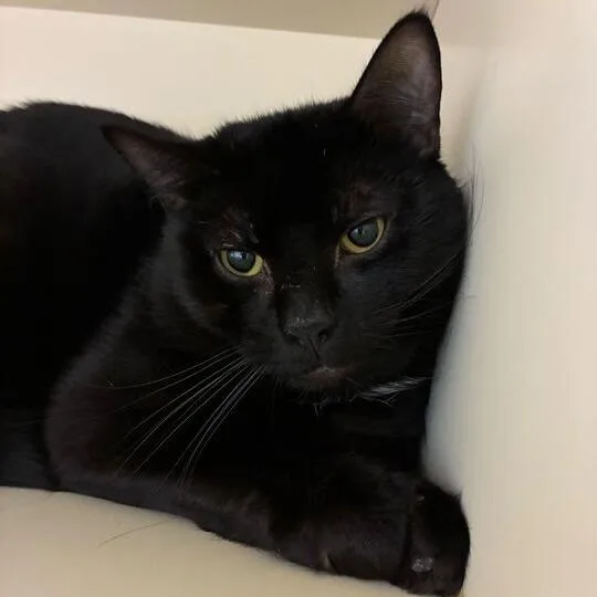 An adult large-sized male Black Domestic Short Hair cat named Orca for adoption in Dayton, OH