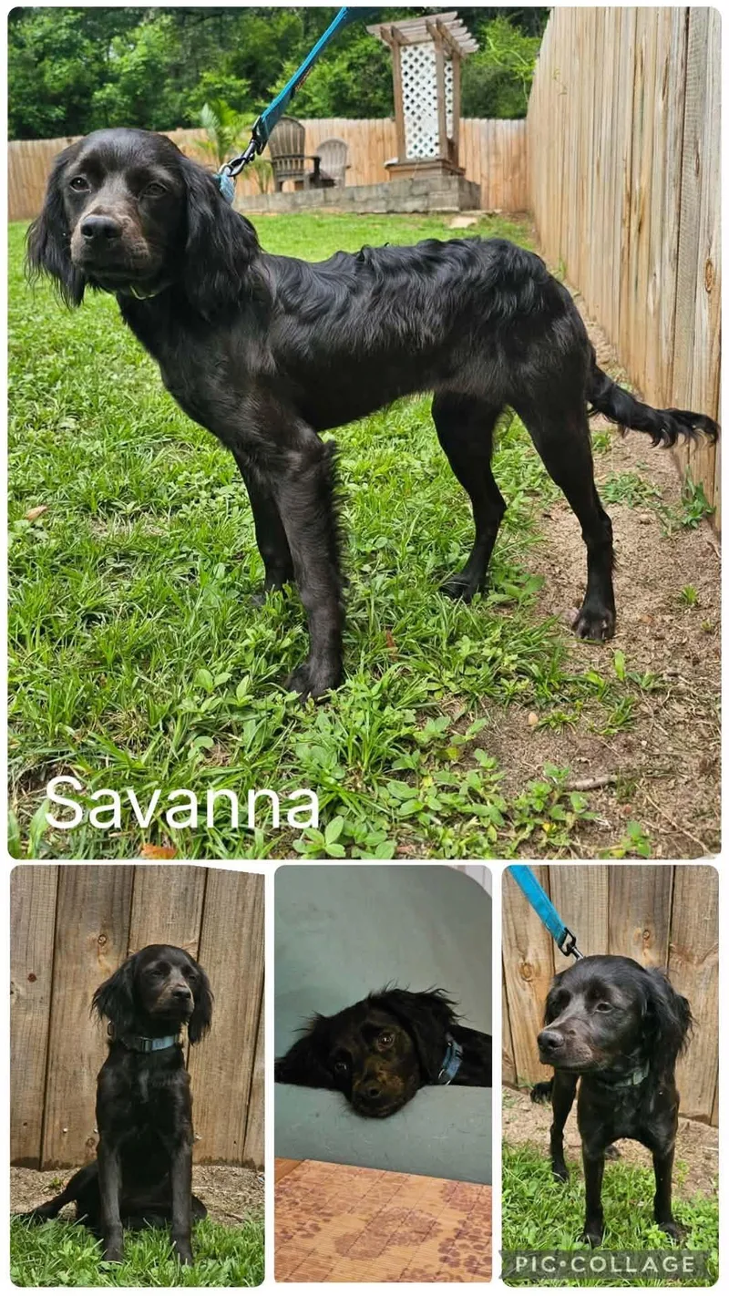 A young small-sized female Black Boykin Spaniel dog named Savanna for adoption in Enterprise, AL