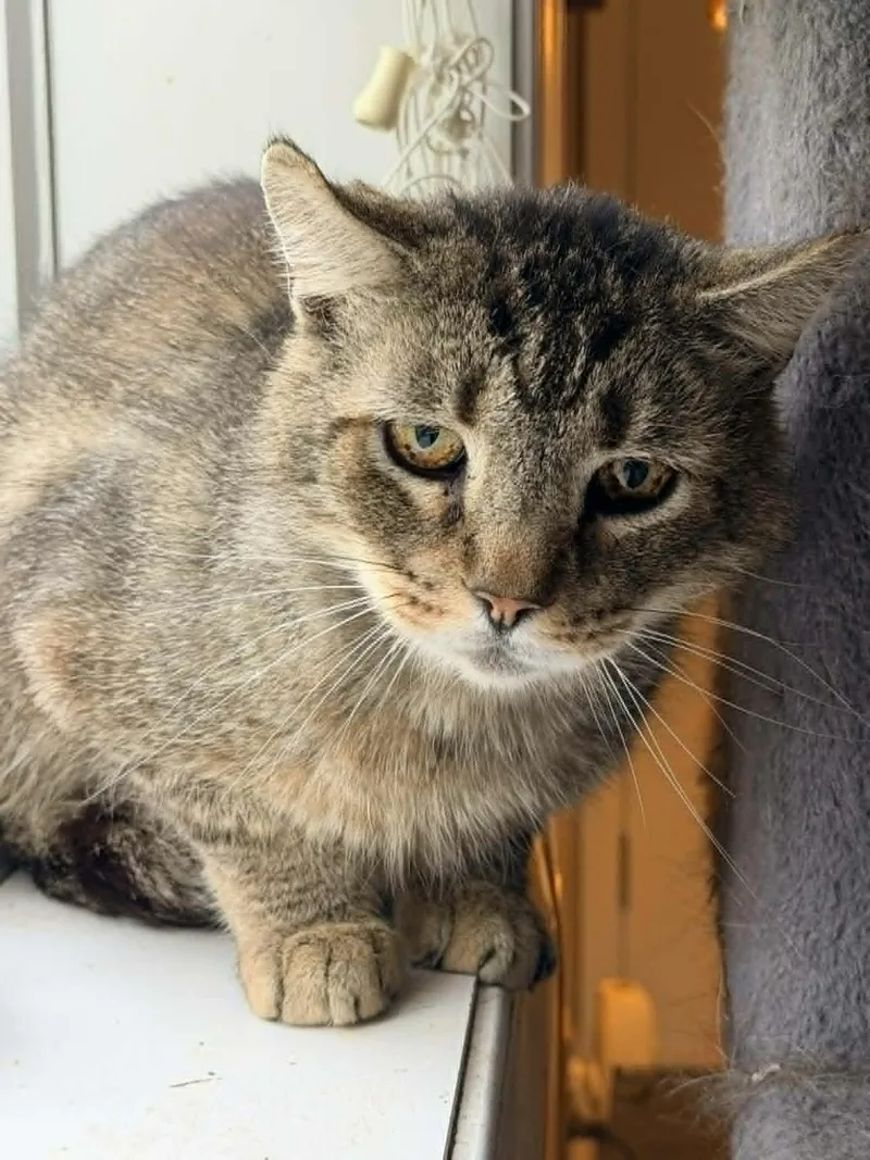 An adult medium-sized male Domestic Short Hair cat named Fluffy Bob for adoption in Trenton, NJ