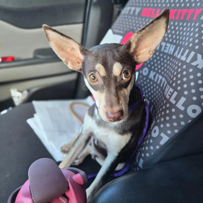 A young small-sized male Brown / Chocolate Chihuahua dog named Cactus for adoption in Wahiawa, HI