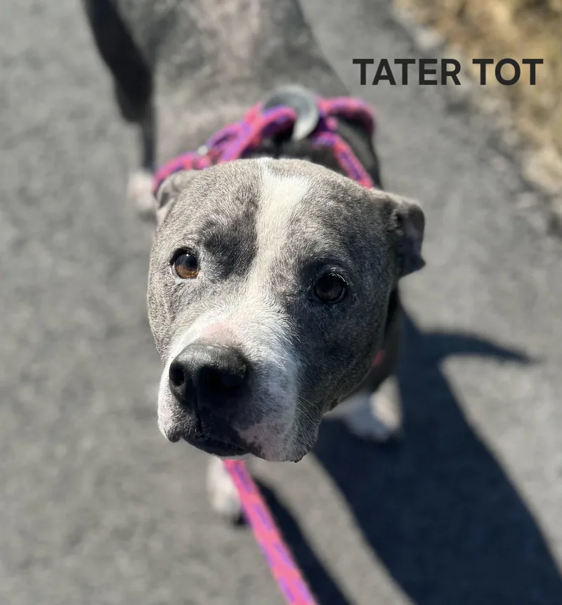 Tater Tot thumbnail 3