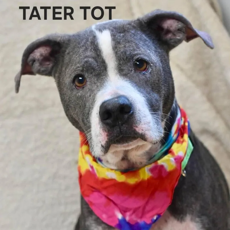 Tater Tot thumbnail 4