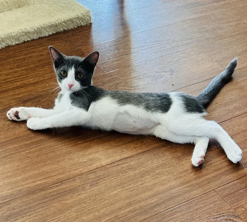 A baby medium-sized female Domestic Short Hair cat named DarlaMay for adoption in Walled Lake, MI