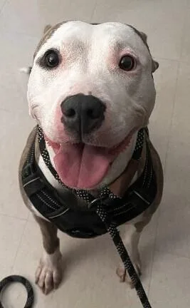 An adult medium-sized female Brindle American Staffordshire Terrier dog named Malia for adoption in Katy, TX