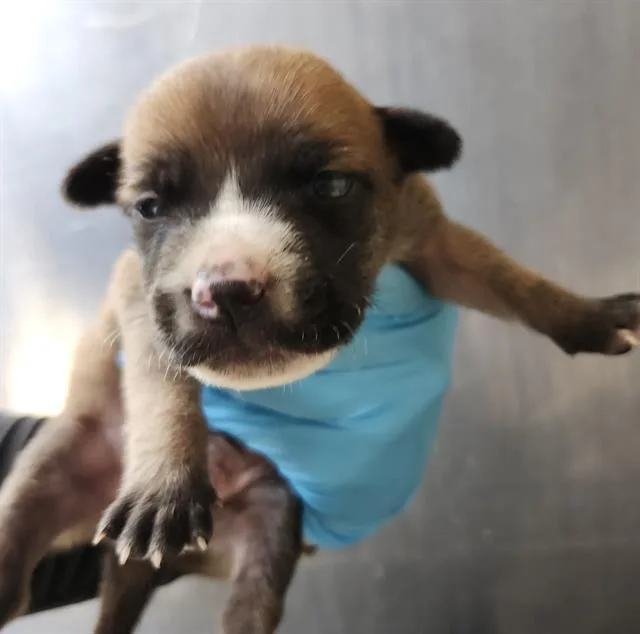 A baby small-sized male American Staffordshire Terrier dog named Biscuit for adoption in San Antonio, TX
