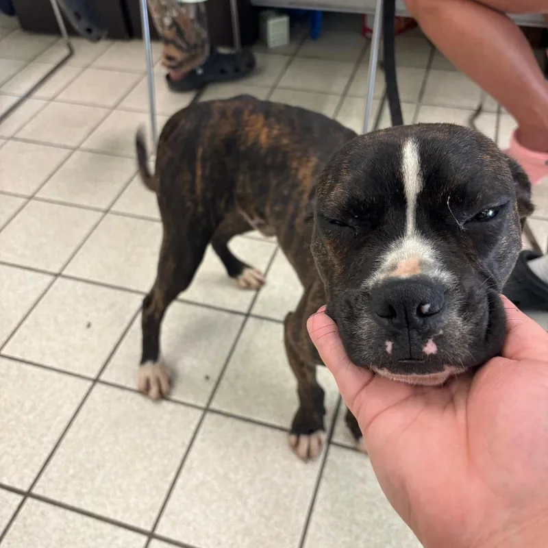 An adult medium-sized male Brindle Mixed Breed dog named Elk for adoption in Charleston, WV
