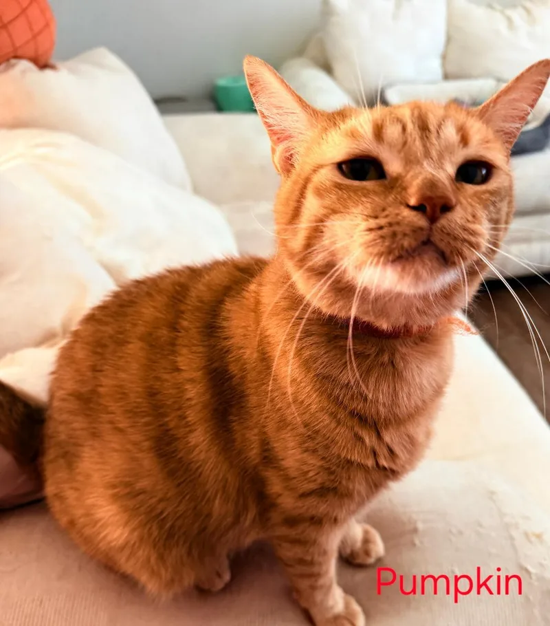 An adult large-sized male Tabby (Orange / Red) Tabby cat named Mr. Meowgi & Pumpkin for adoption in Las Cruces, NM