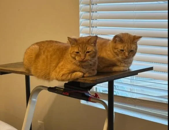Mr. Meowgi & Pumpkin thumbnail 2