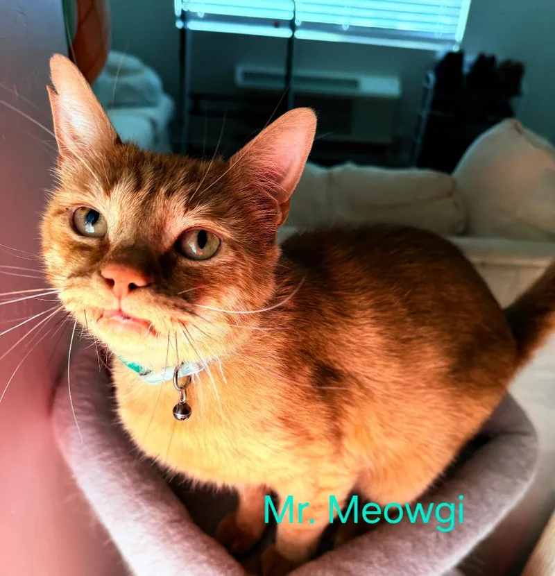 Mr. Meowgi & Pumpkin thumbnail 3