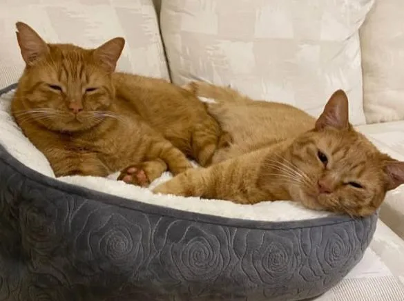 Mr. Meowgi & Pumpkin thumbnail 4