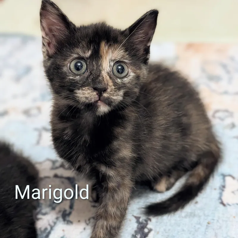 A baby medium-sized female Tortoiseshell cat named Marigold for adoption in Southern Pines, NC