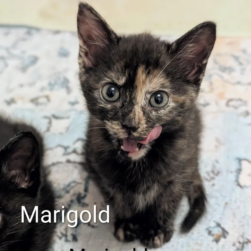 Marigold thumbnail 2