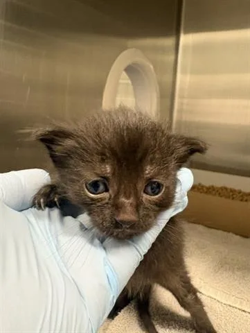 A baby small-sized female Domestic Medium Hair cat named Cookie for adoption in San Martin, CA