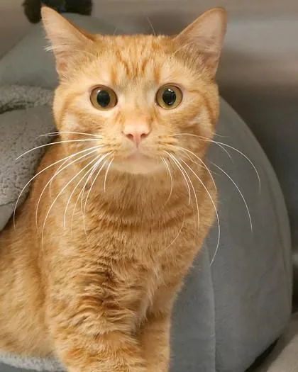 An adult medium-sized male Domestic Short Hair cat named Herb for adoption in Fishers, IN