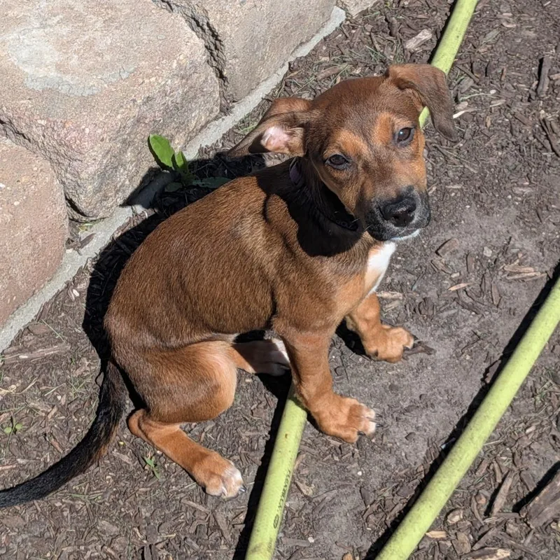 A baby medium-sized female Sable Labrador Retriever dog named Sweet Pea D for adoption in Minnetonka, MN
