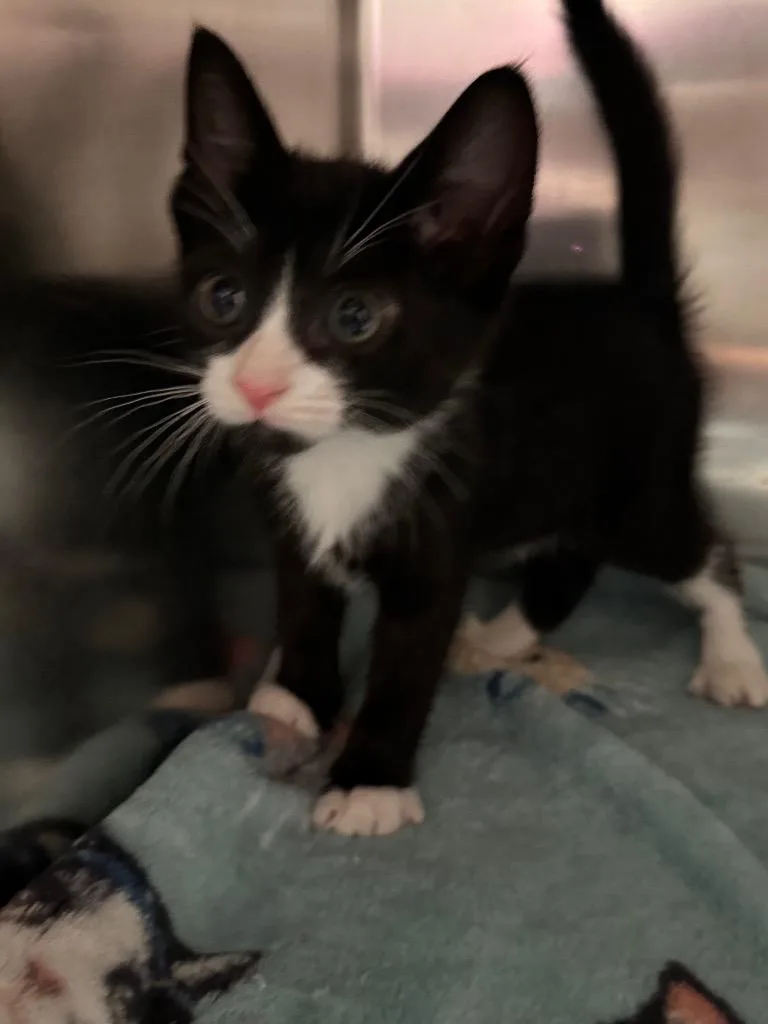 A baby small-sized male Domestic Short Hair cat named Charlie for adoption in Labelle, FL