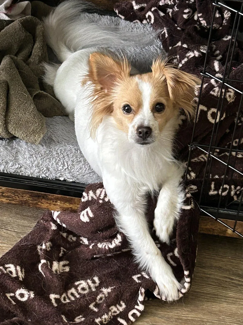A young small-sized male Papillon dog named Mitch for adoption in Agoura Hills, CA