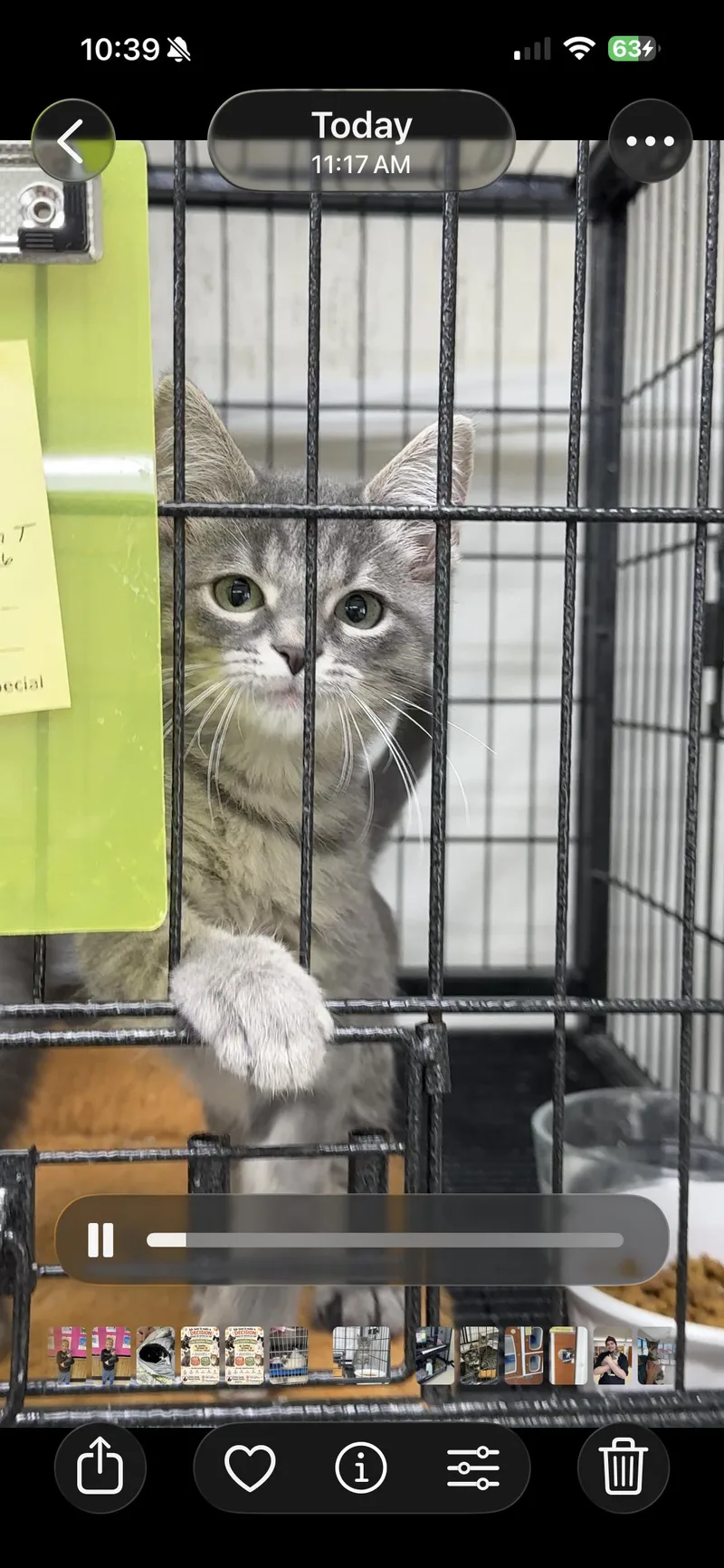 A young medium-sized male Domestic Short Hair cat named Turbo for adoption in Breese, IL
