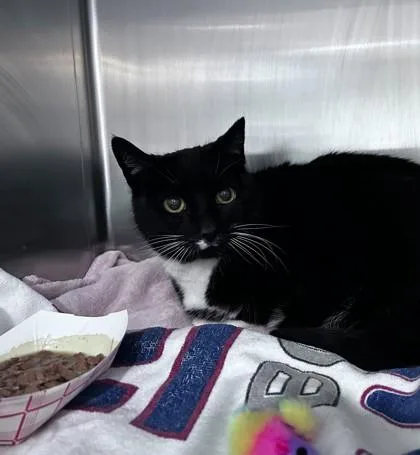 A senior medium-sized female Domestic Short Hair cat named Sassafras for adoption in Ringoes, NJ