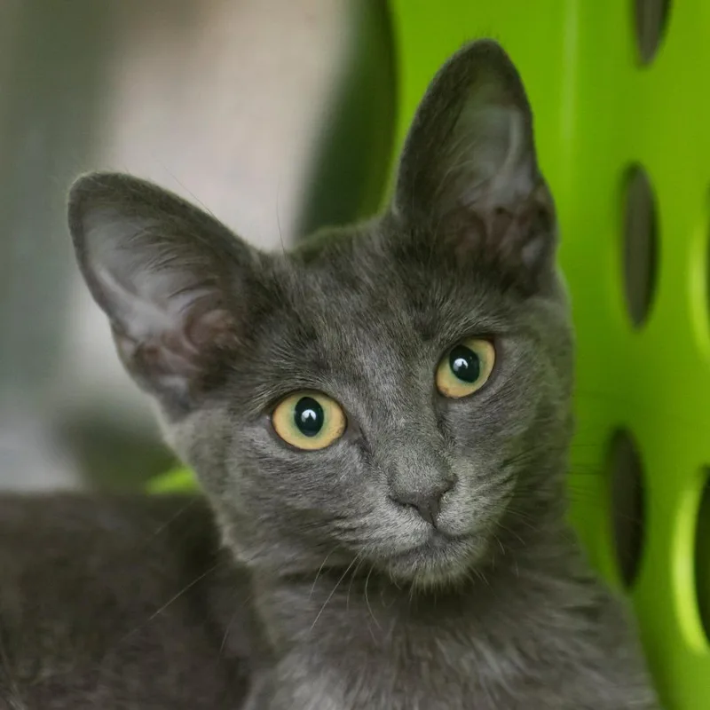 A baby small-sized female Gray / Blue / Silver Domestic Short Hair cat named Skylar for adoption in Middletown, RI